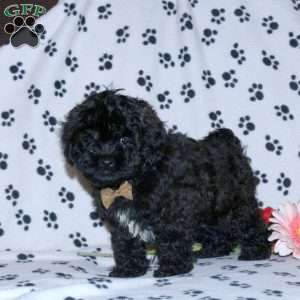 Prince, Shih-Poo Puppy