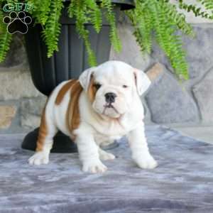 Prince, English Bulldog Puppy