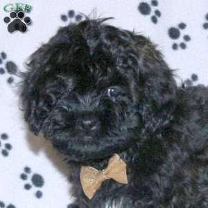 Prince, Shih-Poo Puppy