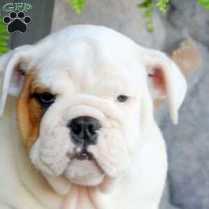 Prince, English Bulldog Puppy