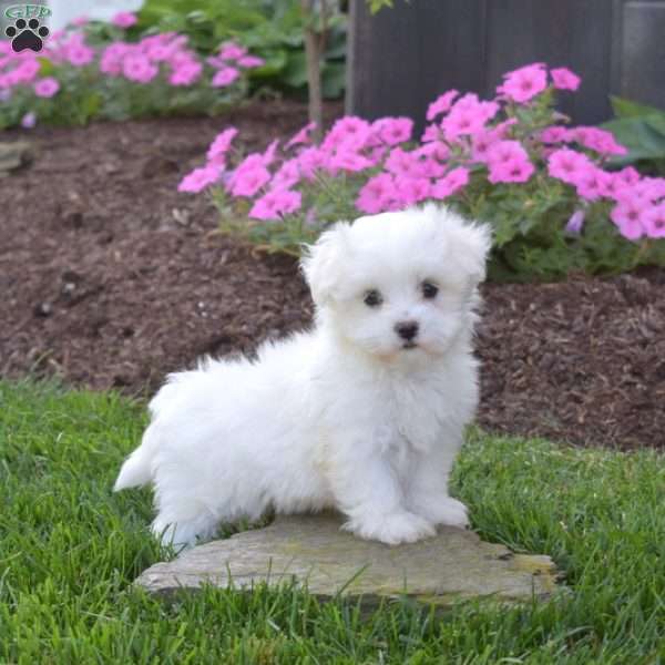 Princess, Maltese Puppy