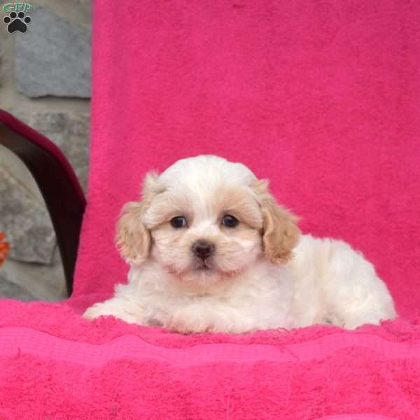 Princess, Teddy Bear Puppy