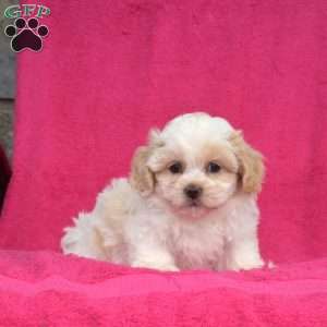 Princess, Teddy Bear Puppy