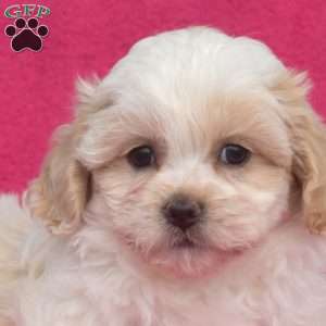 Princess, Teddy Bear Puppy