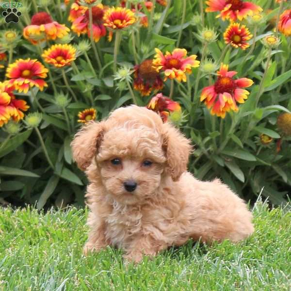 Pringle, Toy Poodle Puppy