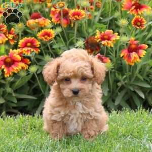 Pringle, Toy Poodle Puppy