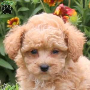 Pringle, Toy Poodle Puppy