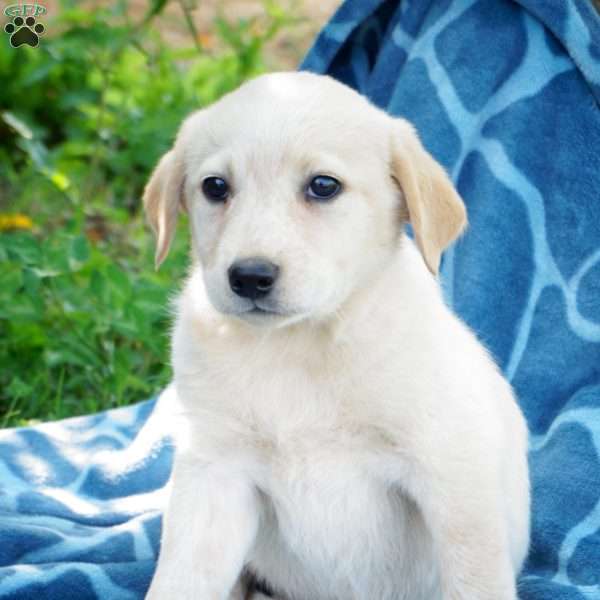 Priscilla, Australian Shepherd Mix Puppy