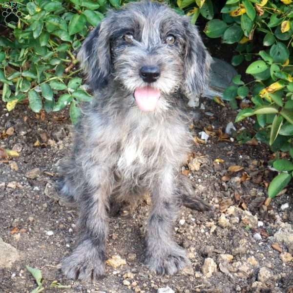 Priscilla, Mini Labradoodle Puppy