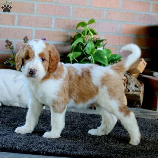 Private, Goldendoodle Puppy