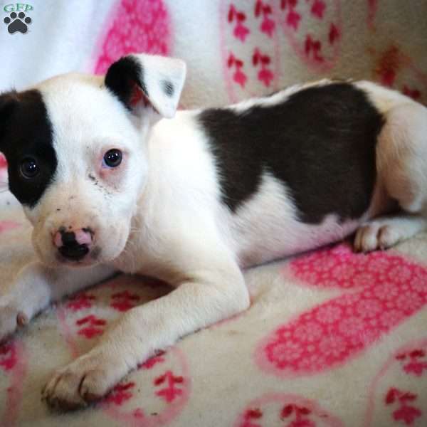 Puff, Border Collie Mix Puppy