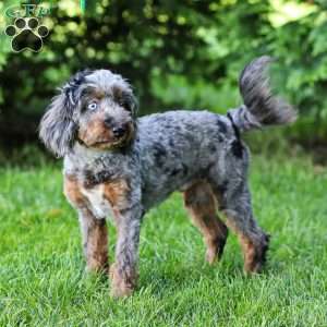 Pumba, Cavapoo Puppy