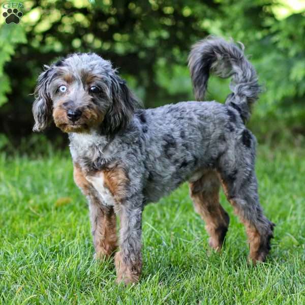 Pumba, Cavapoo Puppy