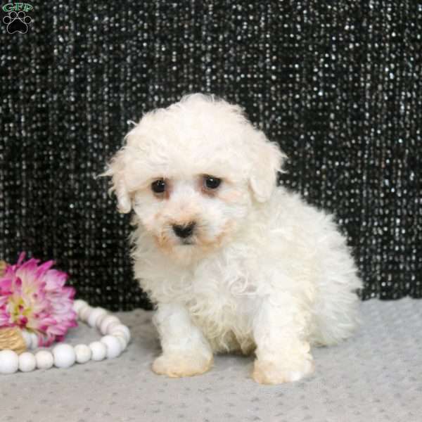 Quincy, Bichon Frise Puppy