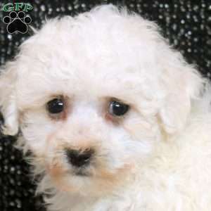Quincy, Bichon Frise Puppy