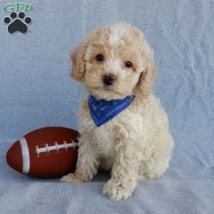 Rhett, Cockapoo Puppy