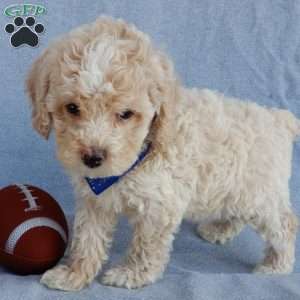 Rhett, Cockapoo Puppy