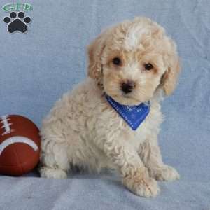 Rhett, Cockapoo Puppy
