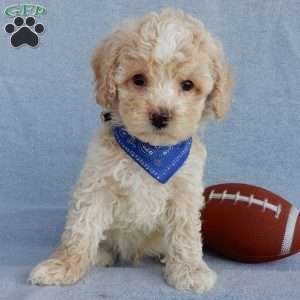 Rhett, Cockapoo Puppy