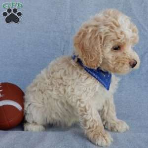 Rhett, Cockapoo Puppy