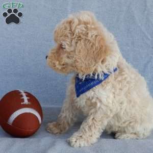 Rhett, Cockapoo Puppy