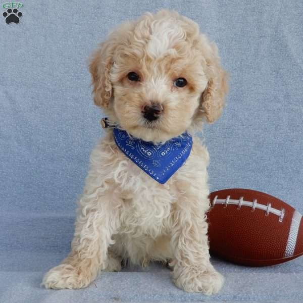 Rhett, Cockapoo Puppy