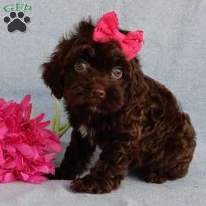 Brandy, Cockapoo Puppy