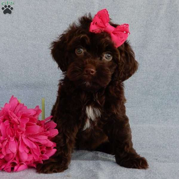 Brandy, Cockapoo Puppy