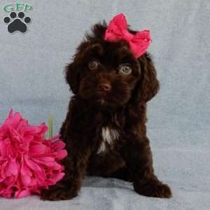 Brandy, Cockapoo Puppy