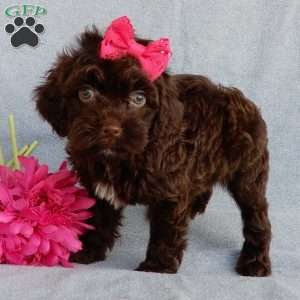 Brandy, Cockapoo Puppy