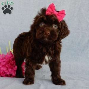 Brandy, Cockapoo Puppy