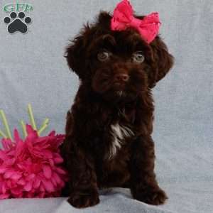 Brandy, Cockapoo Puppy