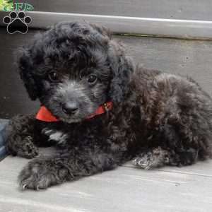 Jake, Cockapoo Puppy