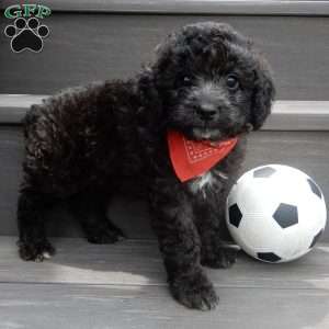 Jake, Cockapoo Puppy