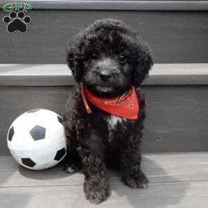 Jake, Cockapoo Puppy