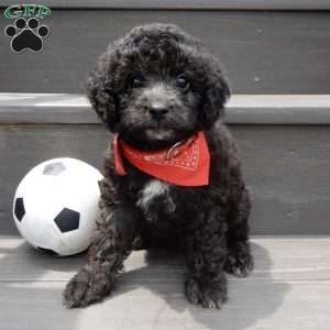 Jake, Cockapoo Puppy