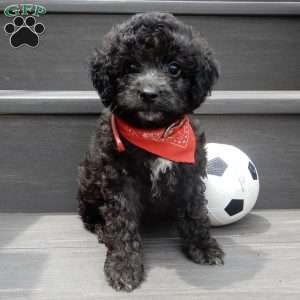 Cockapoo Puppies for Sale - Greenfield Puppies
