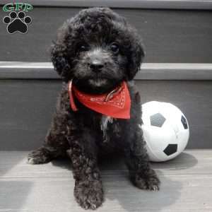 Jake, Cockapoo Puppy
