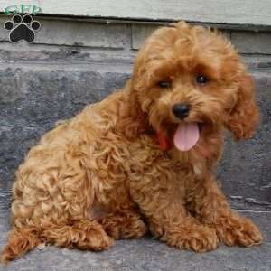 Rambo (micro), Cavapoo Puppy