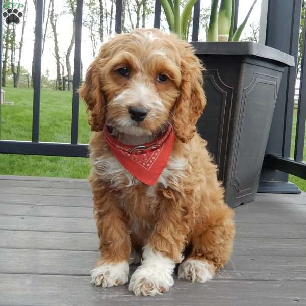 Peanut, Cockapoo Puppy