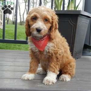 Peanut, Cockapoo Puppy