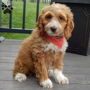 Peanut, Cockapoo Puppy