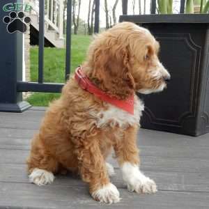 Peanut, Cockapoo Puppy