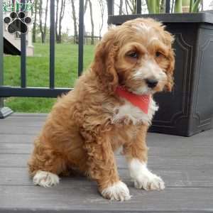 Peanut, Cockapoo Puppy