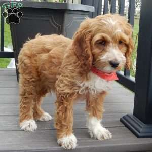 Peanut, Cockapoo Puppy