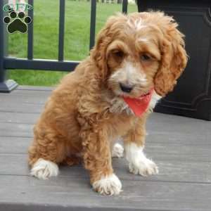 Peanut, Cockapoo Puppy