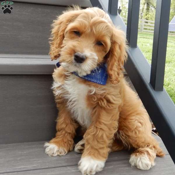Scout, Cockapoo Puppy