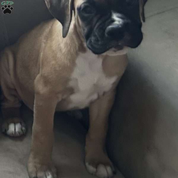 Ruby, Boxer Puppy
