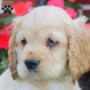 Rachel, Cocker Spaniel Puppy