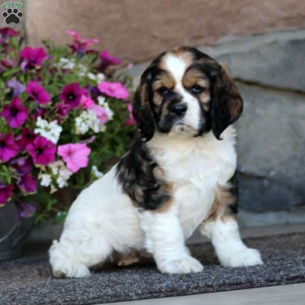 Rachel, Cocker Spaniel Puppy